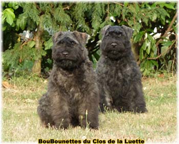 bouvier des flandres photo chiot - Elevage Clos Luette - COPYRIGHT DEPOSE